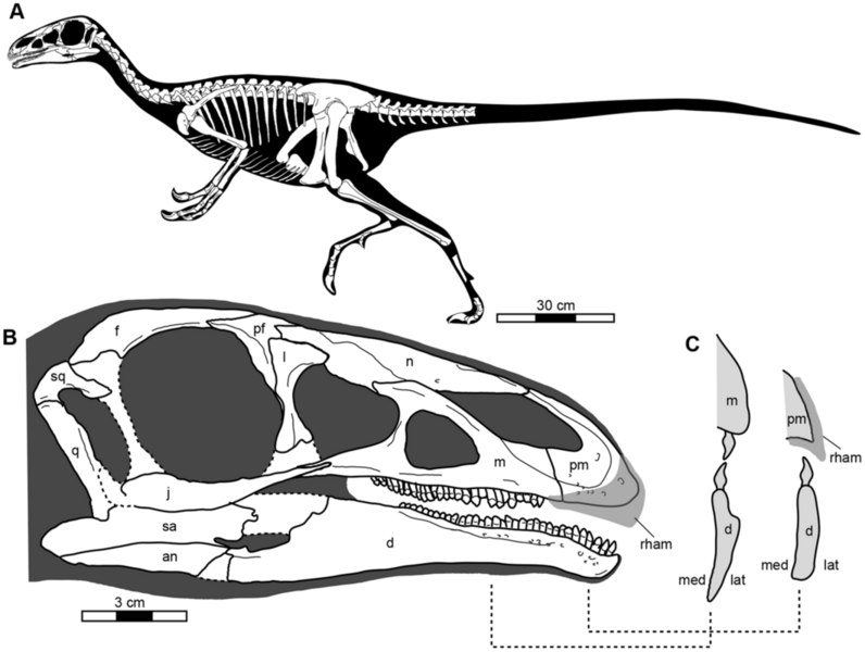 File:Jianchangosaurus.png