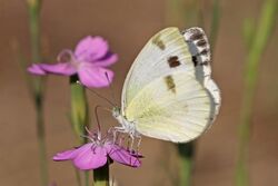 Krueper's small white (Pieris krueperi) underside Bulgaria.jpg