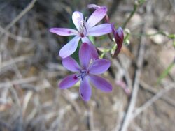 Lapeirousa species 1114b.jpg