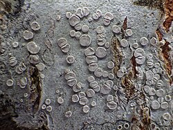 Lecanora albella 541560.jpg