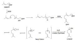 Linalool Biosynthesis.png