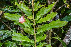 Macadamia tetraphylla in Hackfalls Arboretum (6).jpg