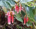 Macleania rupestris, known as Chaquilulo (9703760750).jpg