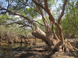 Mature mangrove tree (Avicennia marina) at edge of Lake Be Malae.jpg