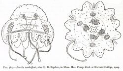 A line drawing of a jellyfish from the front and from above. It's short and shaped like a hemisphere with a smaller hemisphere atop it. It's covered in small, round warts and has six tentacles.