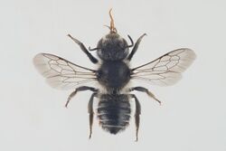 Megachile alpicola.jpg