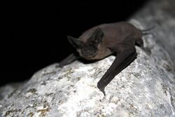 Mexican free-tailed bat (8006856842).jpg