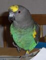 Meyers Parrot (Poicephalus meyeri) pet on table.JPG