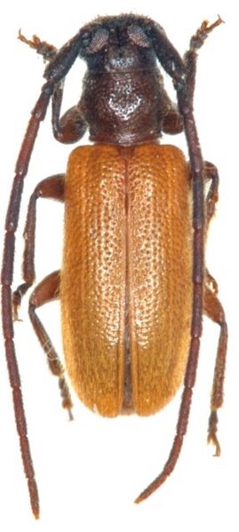 File:Miccolamia.jpg
