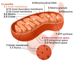 Mitochondrion mini.svg