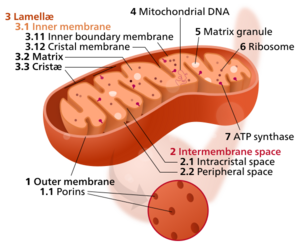 Mitochondrion mini.svg
