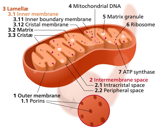 File:Mitochondrion mini.svg