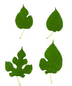 Morus alba-leaves.jpg