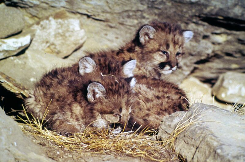 File:Mountain lion kittens.jpg