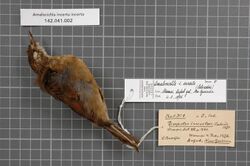 Naturalis Biodiversity Center - RMNH.AVES.146103 1 - Amalocichla incerta incerta (Salvadori, 1875) - Turdidae - bird skin specimen.jpeg