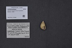 Naturalis Biodiversity Center - ZMA.MOLL.373682 - Partulina semicarinata hayseldeni Baldwin, 1896 - Achatinellidae - Mollusc shell.jpeg