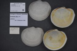 Naturalis Biodiversity Center - ZMA.MOLL.419891 1 - Anodontia alba Link, 1807 - Lucinidae - Mollusc shell.jpeg