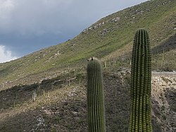 Neobuxbaumia mezcalaensis.jpg