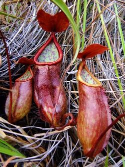 Nepenthes kerrii.jpg