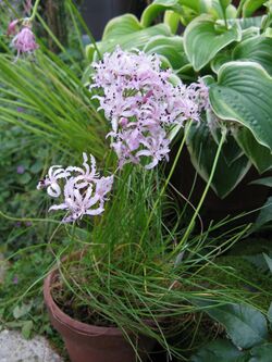 Nerine masonorum2.jpg