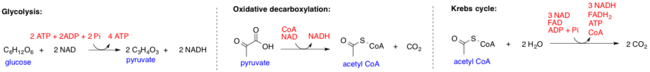 Glycolysis, Oxidative Decarboxylation of Pyruvate, and Tricarboxylic Acid (TCA) Cycle