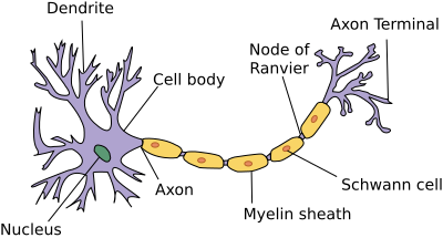 File:Neuron.svg