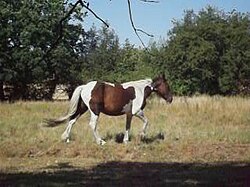 Noisy Horse (video) (4891980523).jpg