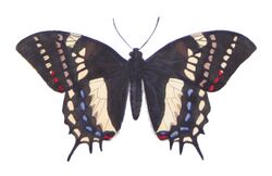 Papilio cacicus.jpg
