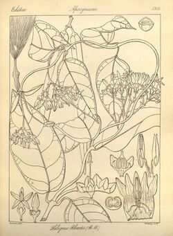 Parsonsia alboflavescens 130395.jpg