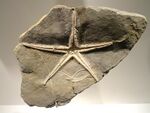 Pentasteria longispina, starfish, Early Late Jurassic, Oxfordian Age, Switzerland - Houston Museum of Natural Science - DSC01811.JPG