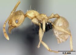 Pheidole pallidula casent0080858 profile 1.jpg