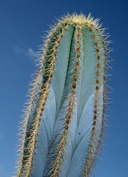 Pilosocereus magnificus (Buining & Brederoo) F.Ritter.jpg