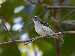 Poecilotriccus senex Buff-cheeked Tody-Flycatcher; Machadinho d'Oeste, Rondônia, Brazil (cropped).jpg