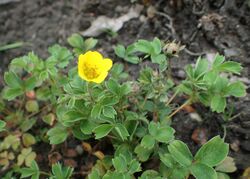 Potentilla cuneata kz01.jpg