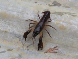 Procambarus pygmaeus.jpg