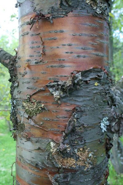File:Prunus pensylvanica bark.jpg
