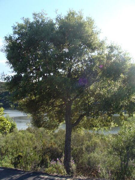 File:Quercus ilex.002 - Monfrague.JPG