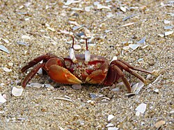 Red Ghost Crabs IMG 7481.jpg