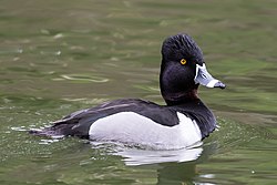 Ring-necked Duck (m) (26265137481).jpg