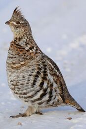 Ruffed Grouse (32036698415).jpg