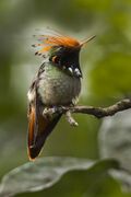 Rufous-crested Coquette - Manu NP 9510-Edit.jpg