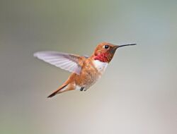 Rufous Hummingbird, male 01.jpg