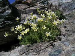 Saxifraga bryoides Moosartiger Steinbrech.JPG