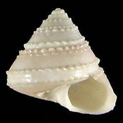 Seashell Arxellia tenorioi.jpg