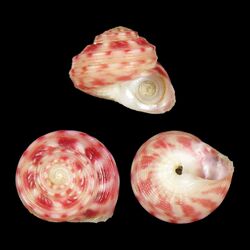 Seashell Homalopoma zephyrium.jpg