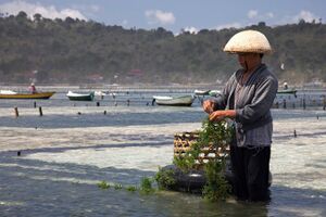 A seaweed farmer stands in shallow water, gathering edible seaweed that has grown on a rope