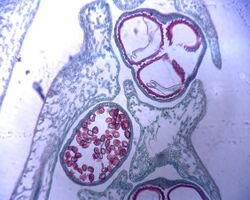 Selaginella heterospores.jpeg
