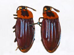 Silphidae - Oxelytrum cayennense.JPG