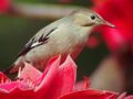 Spodiopsar sericeus Flower Lover.jpg