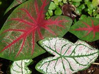 Starr 071024-9740 Caladium bicolor.jpg